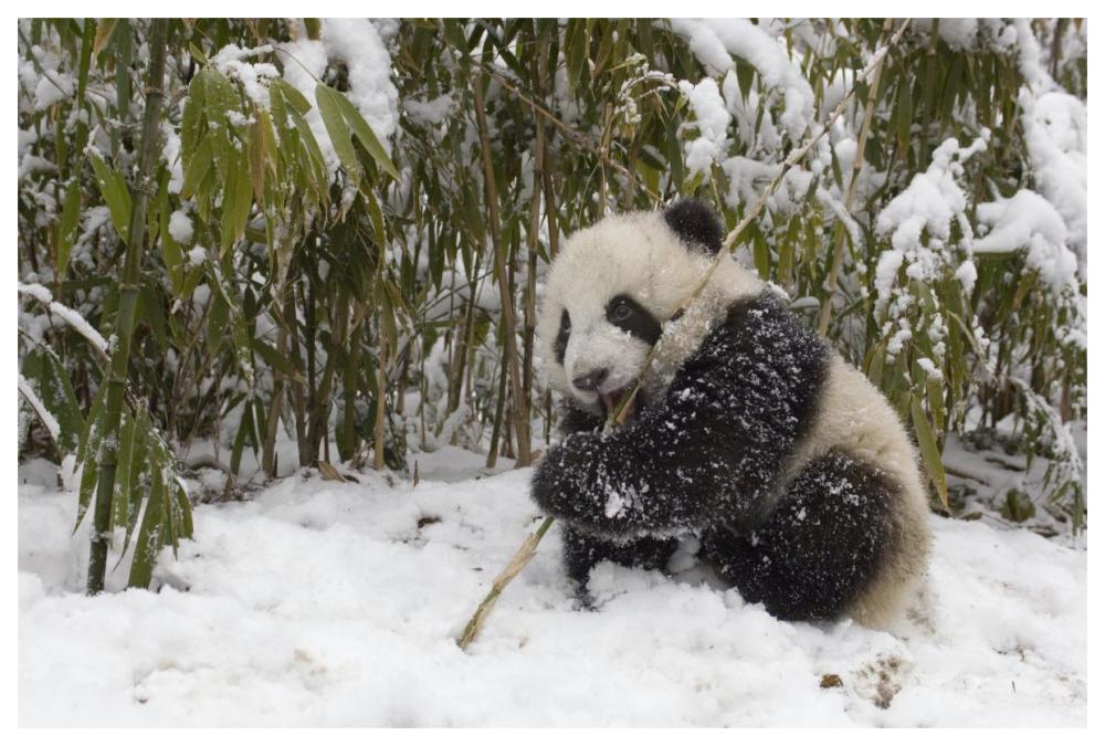 Giant Panda cub eating bamboo, Wolong Nature Reserve, China-Paper Art-62"x42"