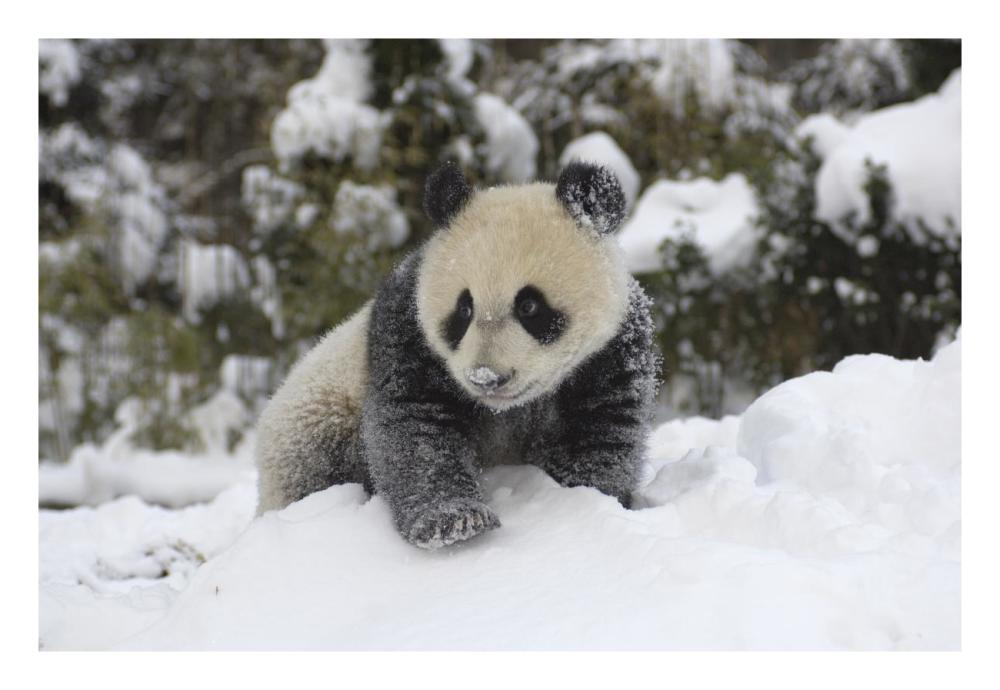 Giant Panda cub playing in the snow, Wolong Nature Reserve, China-Paper Art-26"x18"