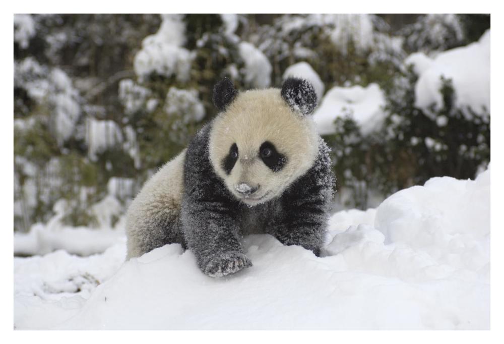 Giant Panda cub playing in the snow, Wolong Nature Reserve, China-Paper Art-38"x26"