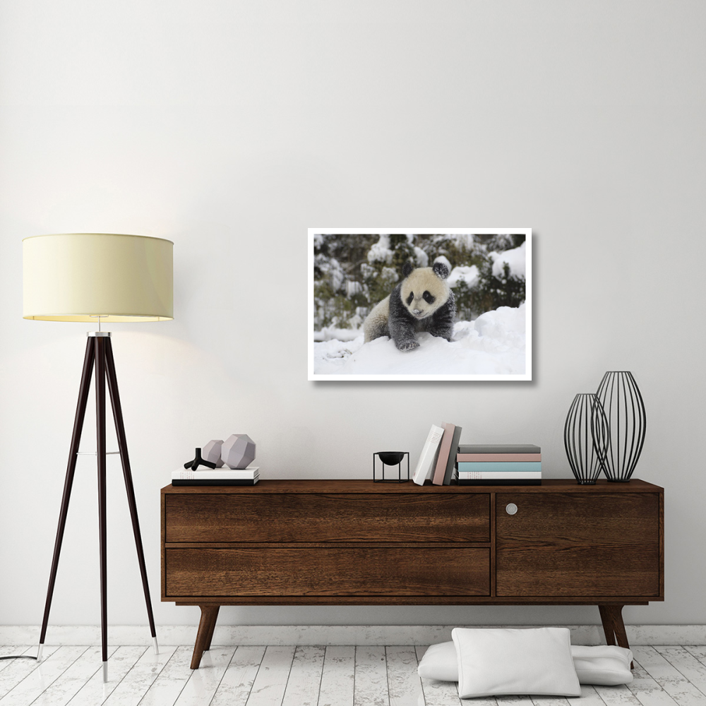 Giant Panda cub playing in the snow, Wolong Nature Reserve, China-Paper Art-38&quotx26"