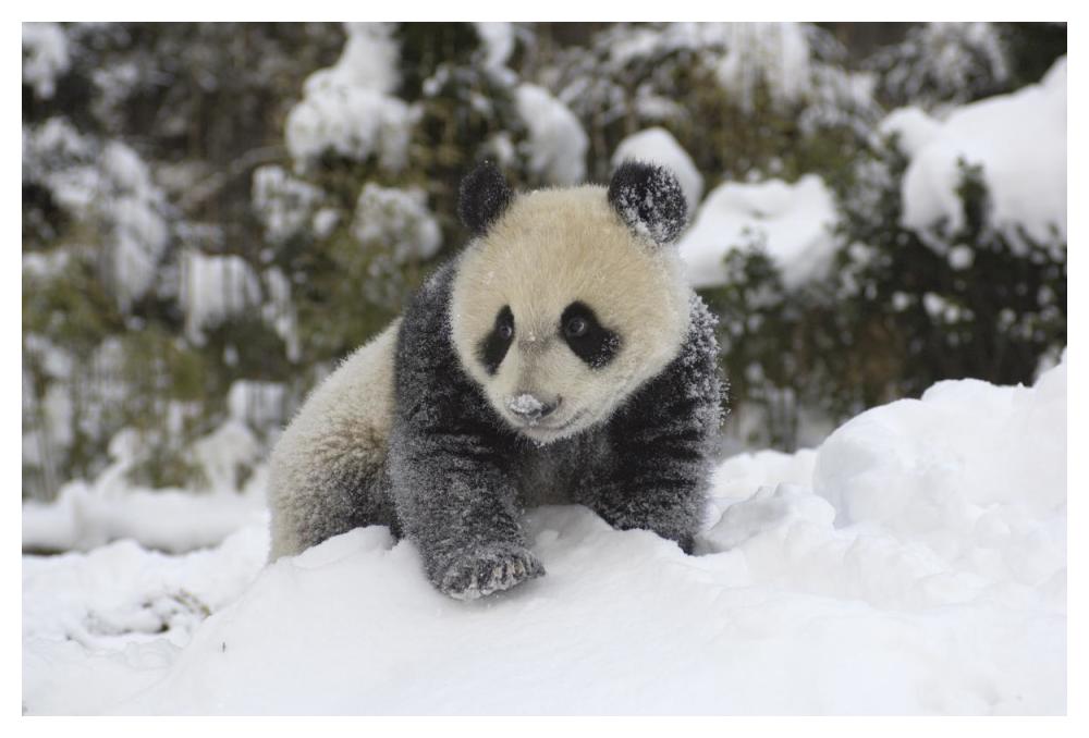 Giant Panda cub playing in the snow, Wolong Nature Reserve, China-Paper Art-50"x34"