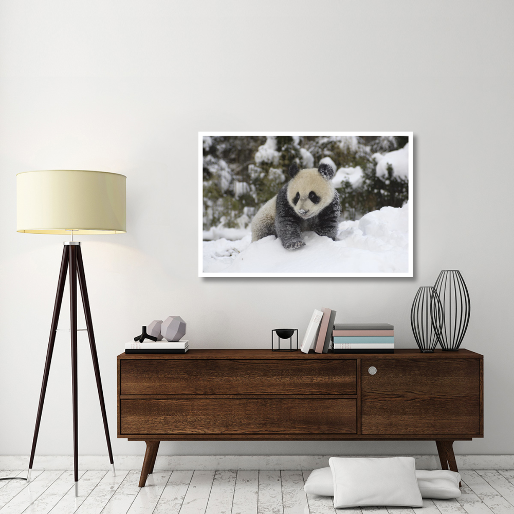 Giant Panda cub playing in the snow, Wolong Nature Reserve, China-Paper Art-50&quotx34"