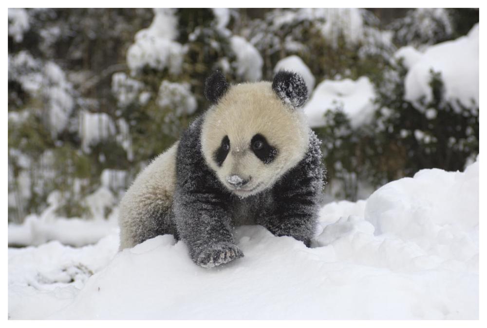Giant Panda cub playing in the snow, Wolong Nature Reserve, China-Paper Art-62"x42"