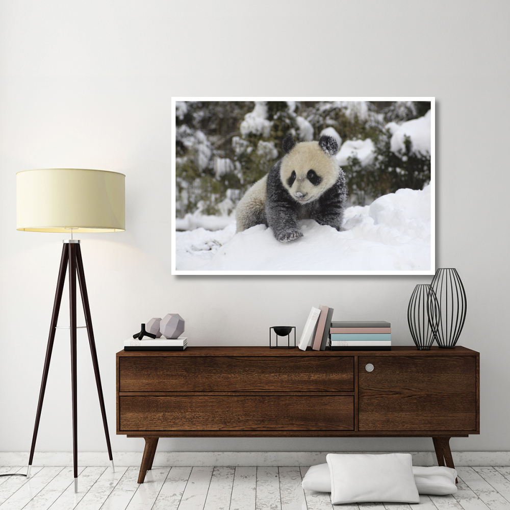 Giant Panda cub playing in the snow, Wolong Nature Reserve, China-Paper Art-62&quotx42"