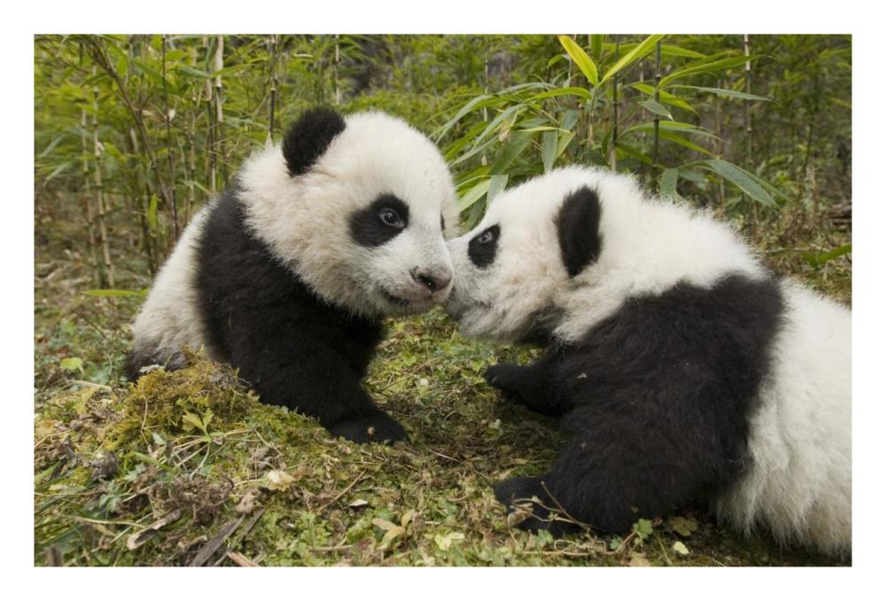 Giant Panda two cubs touching noses, Wolong Nature Reserve, China-Paper Art-26"x18"