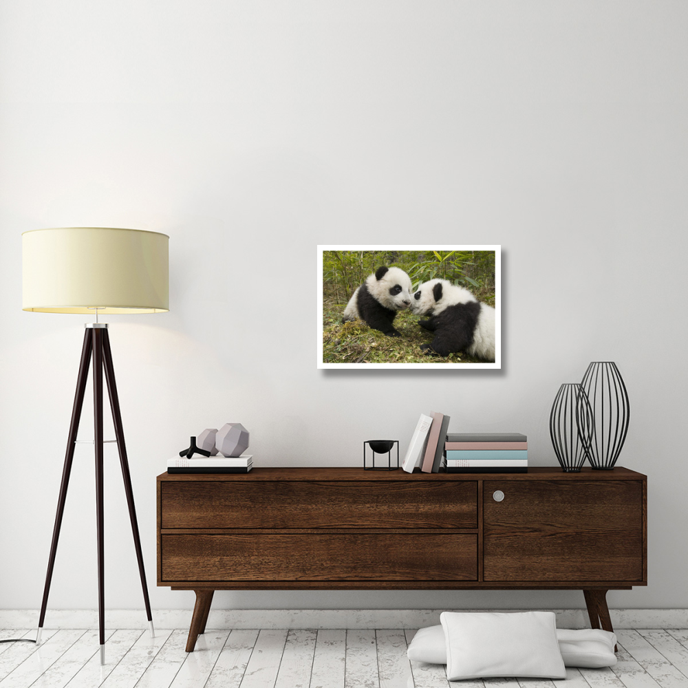 Giant Panda two cubs touching noses, Wolong Nature Reserve, China-Paper Art-32&quotx22"