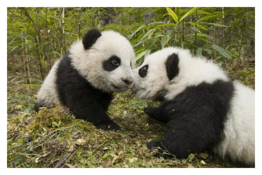 Giant Panda two cubs touching noses, Wolong Nature Reserve, China-Paper Art-38"x26"
