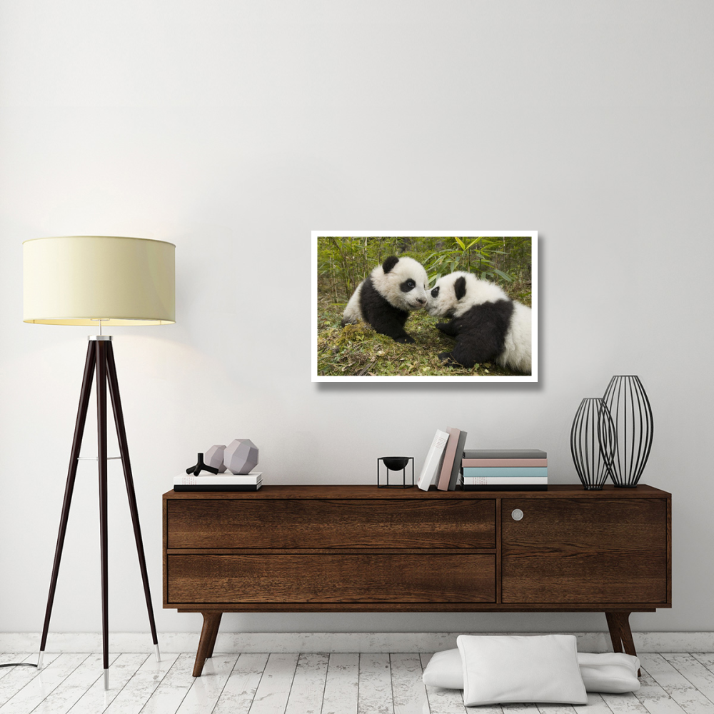 Giant Panda two cubs touching noses, Wolong Nature Reserve, China-Paper Art-38&quotx26"