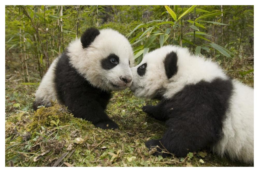 Giant Panda two cubs touching noses, Wolong Nature Reserve, China-Paper Art-50"x34"