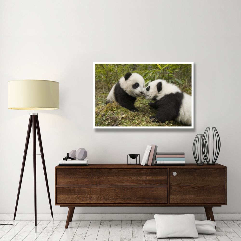 Giant Panda two cubs touching noses, Wolong Nature Reserve, China-Paper Art-50&quotx34"