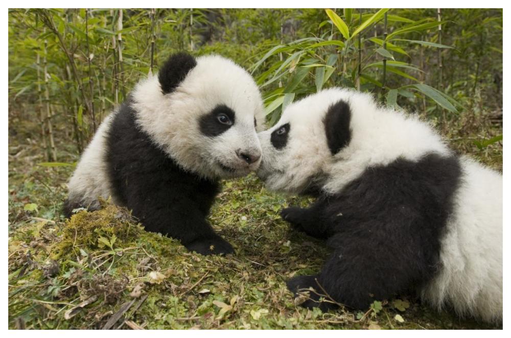 Giant Panda two cubs touching noses, Wolong Nature Reserve, China-Paper Art-62"x42"