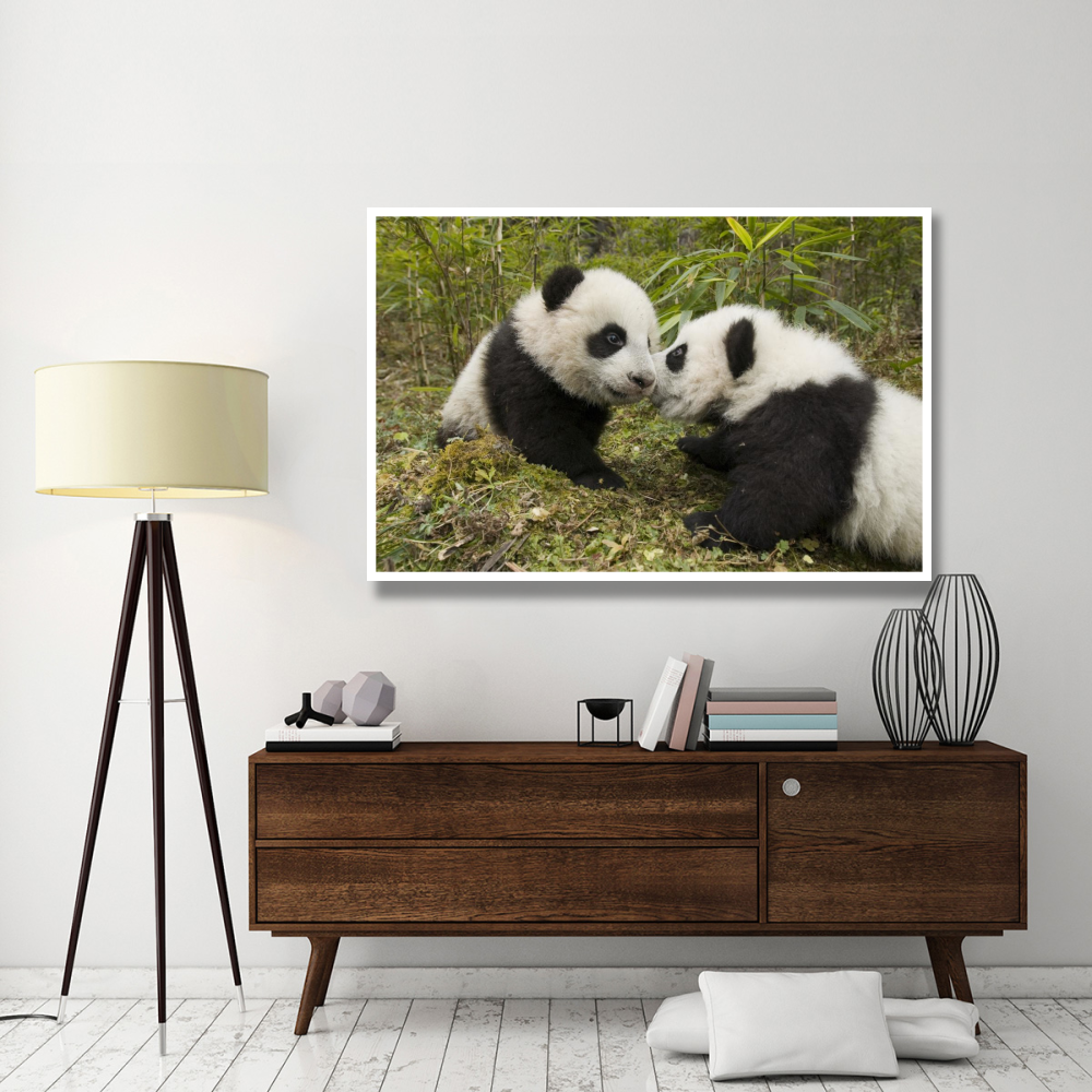 Giant Panda two cubs touching noses, Wolong Nature Reserve, China-Paper Art-62&quotx42"