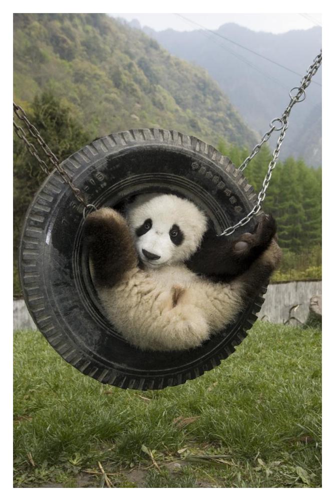 Giant Panda cub playing in tire swing, Wolong Nature Reserve, China-Paper Art-14"x20"