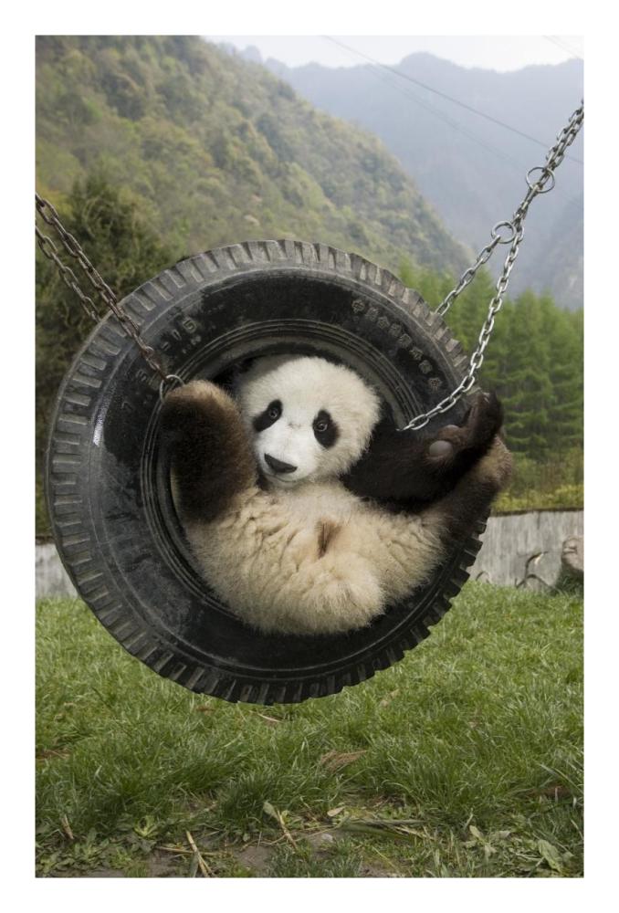 Giant Panda cub playing in tire swing, Wolong Nature Reserve, China-Paper Art-18"x26"