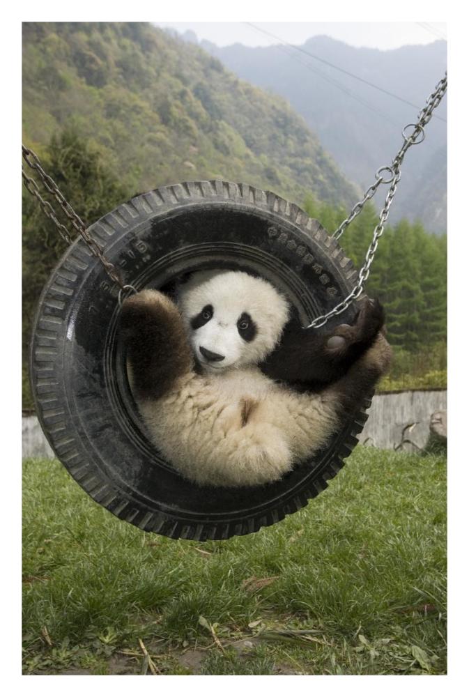 Giant Panda cub playing in tire swing, Wolong Nature Reserve, China-Paper Art-22"x32"