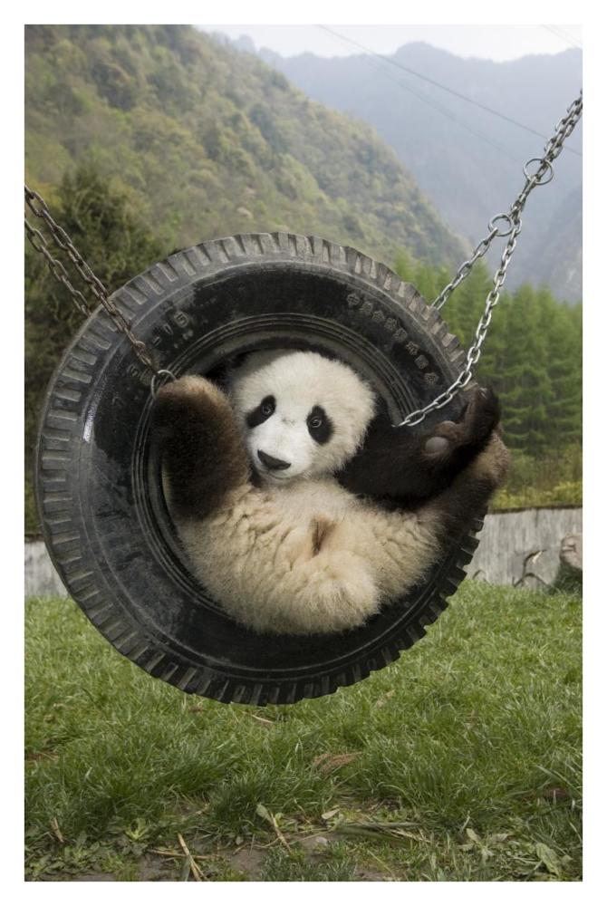 Giant Panda cub playing in tire swing, Wolong Nature Reserve, China-Paper Art-26"x38"