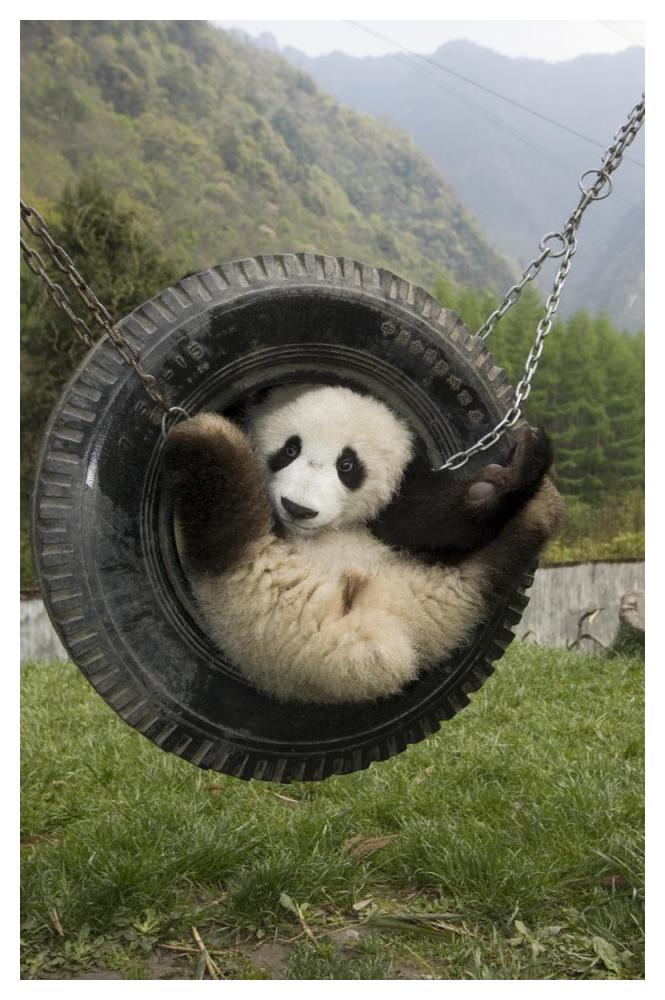 Giant Panda cub playing in tire swing, Wolong Nature Reserve, China-Paper Art-34"x50"