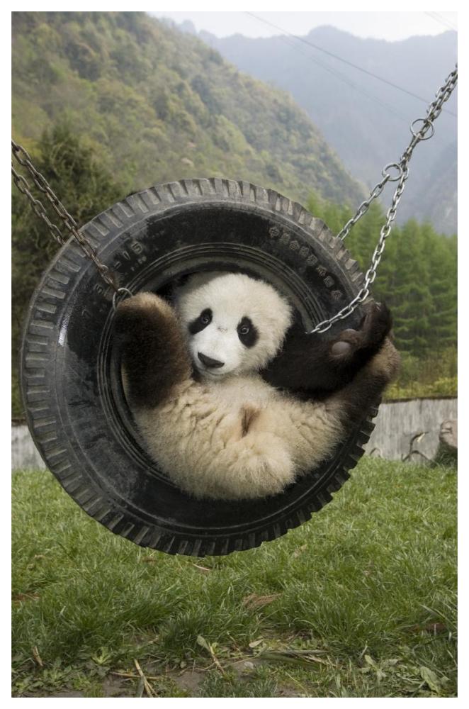 Giant Panda cub playing in tire swing, Wolong Nature Reserve, China-Paper Art-42"x62"