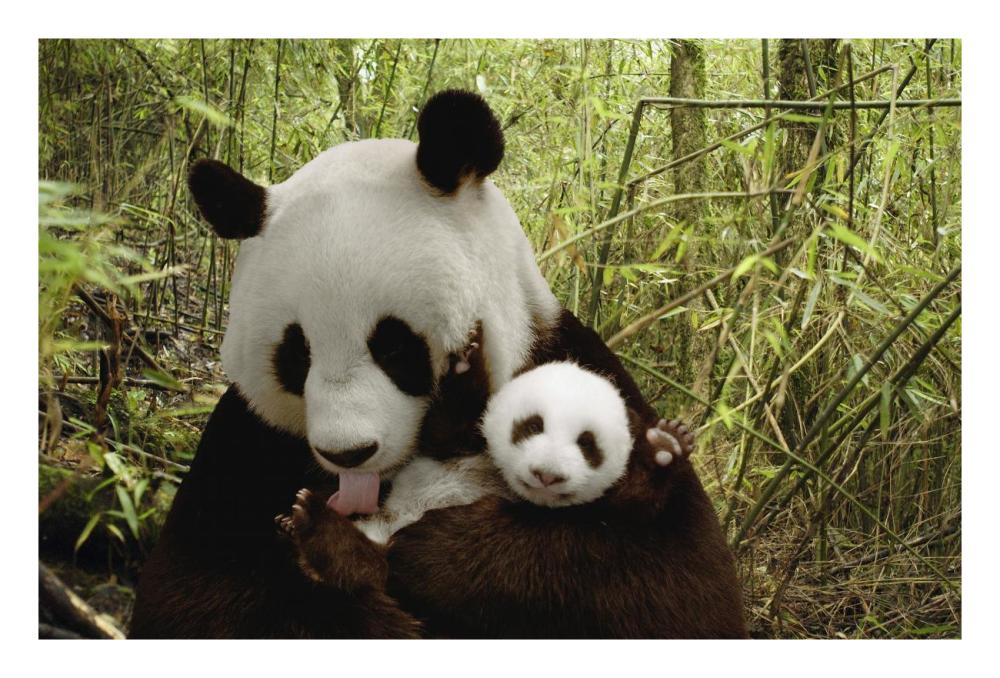 Giant Panda Gongzhu and cub in bamboo forest, Wolong Nature Reserve, China-Paper Art-26"x18"