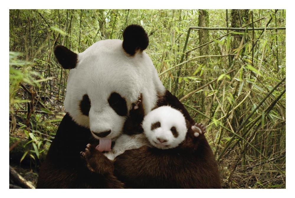 Giant Panda Gongzhu and cub in bamboo forest, Wolong Nature Reserve, China-Paper Art-32"x22"