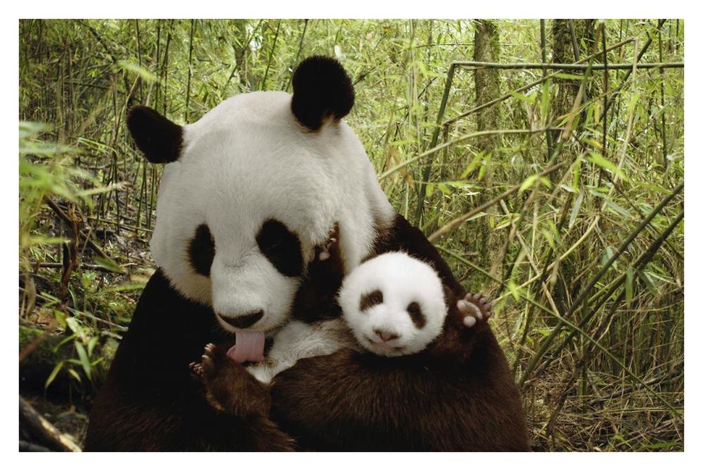 Giant Panda Gongzhu and cub in bamboo forest, Wolong Nature Reserve, China-Paper Art-38"x26"