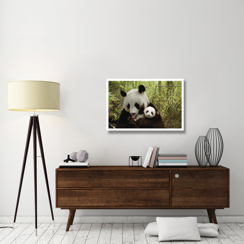 Giant Panda Gongzhu and cub in bamboo forest, Wolong Nature Reserve, China-Paper Art-38&quotx26"