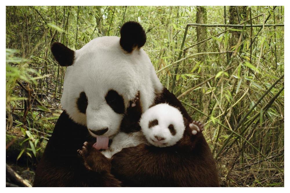 Giant Panda Gongzhu and cub in bamboo forest, Wolong Nature Reserve, China-Paper Art-50"x34"