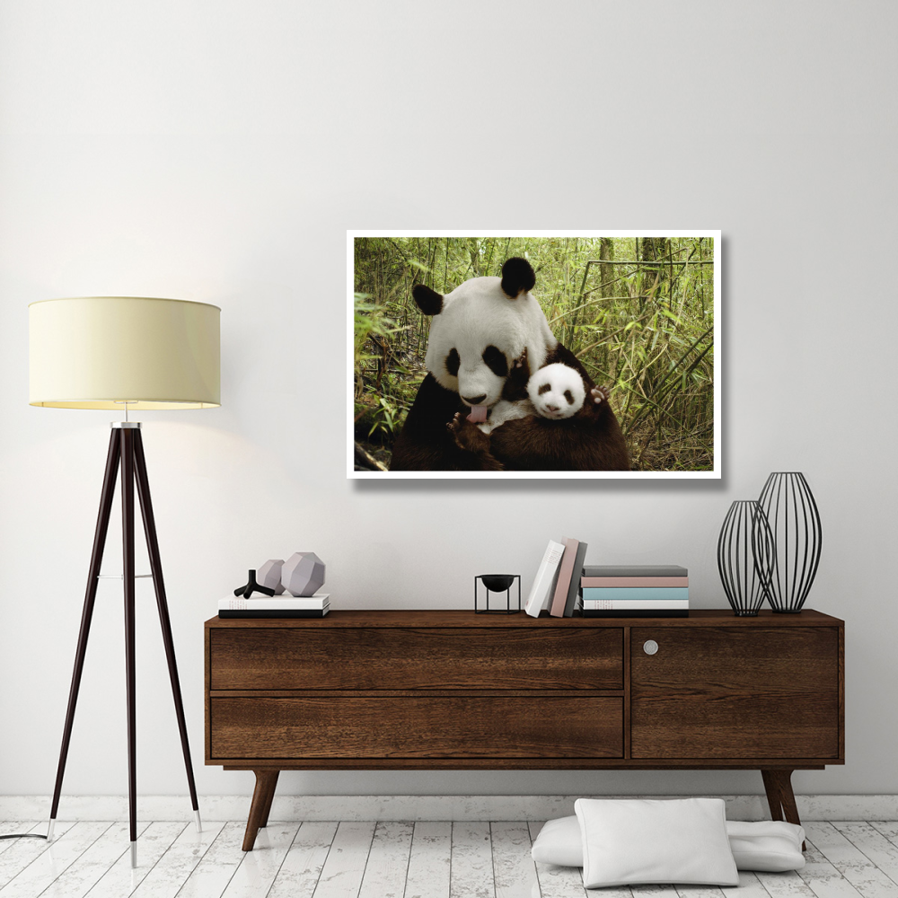 Giant Panda Gongzhu and cub in bamboo forest, Wolong Nature Reserve, China-Paper Art-50&quotx34"