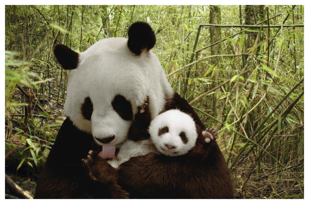 Giant Panda Gongzhu and cub in bamboo forest, Wolong Nature Reserve, China-Paper Art-62"x42"