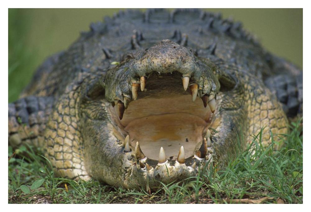Saltwater Crocodile or Estuarine Crocodile with open mouth, northern Australia-Paper Art-20"x14"