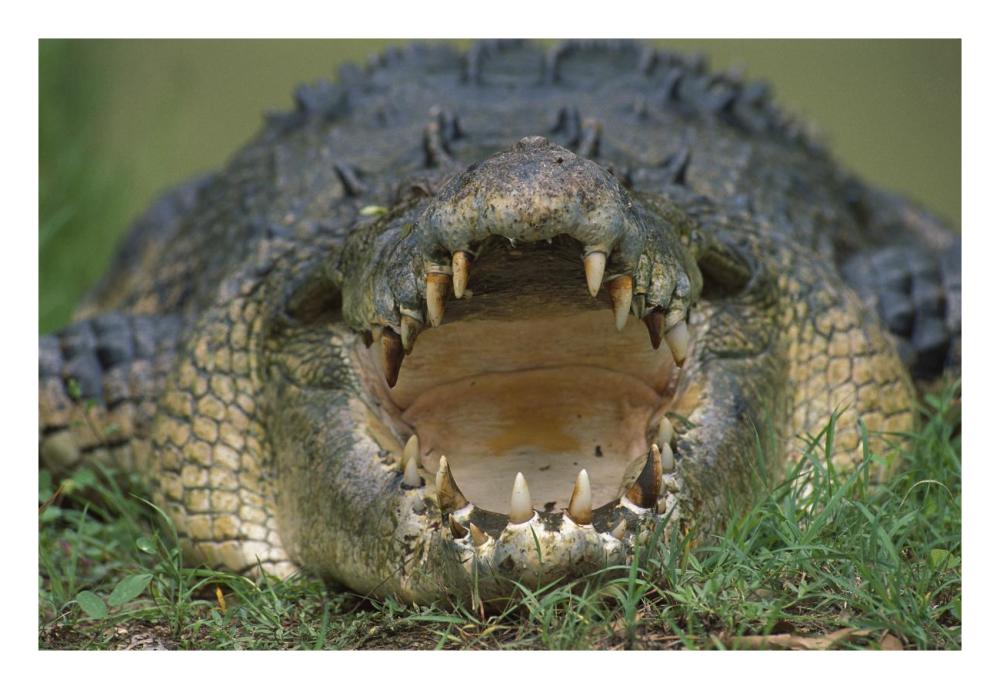 Saltwater Crocodile or Estuarine Crocodile with open mouth, northern Australia-Paper Art-26"x18"