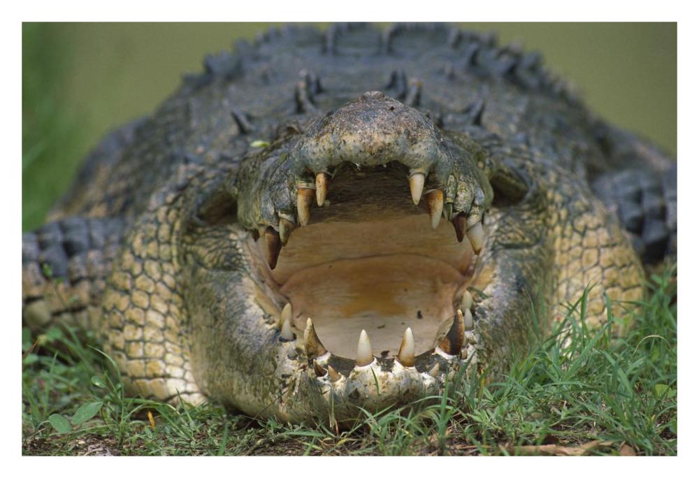 Saltwater Crocodile or Estuarine Crocodile with open mouth, northern Australia-Paper Art-32"x22"