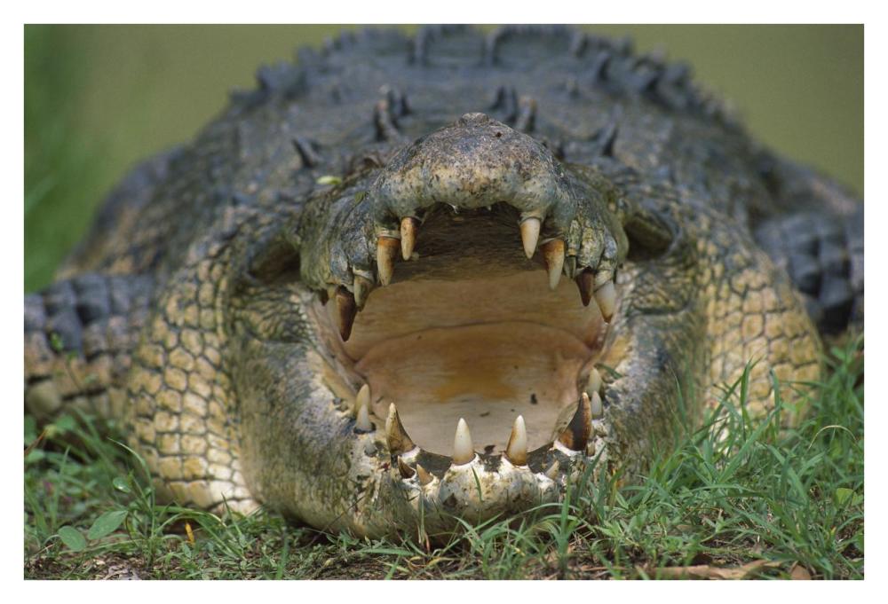Saltwater Crocodile or Estuarine Crocodile with open mouth, northern Australia-Paper Art-38"x26"
