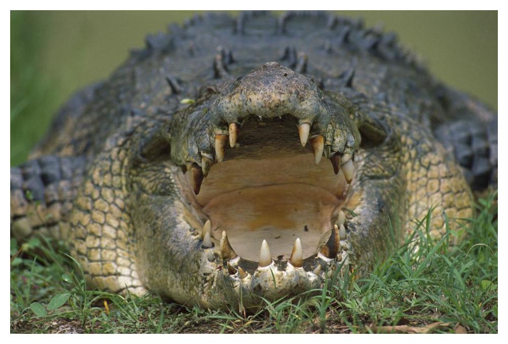 Saltwater Crocodile or Estuarine Crocodile with open mouth, northern Australia-Paper Art-50"x34"