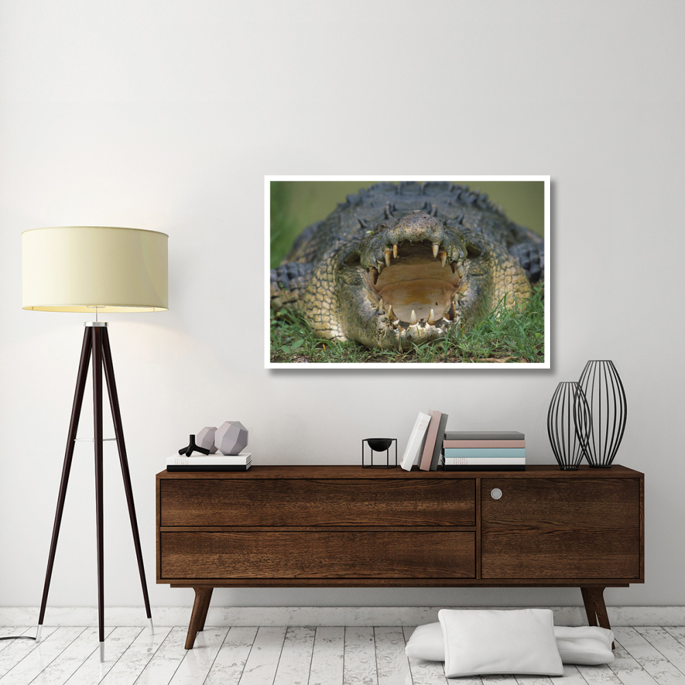 Saltwater Crocodile or Estuarine Crocodile with open mouth, northern Australia-Paper Art-50&quotx34"