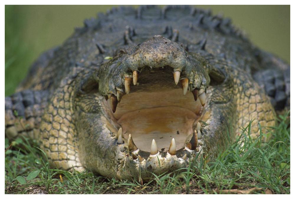 Saltwater Crocodile or Estuarine Crocodile with open mouth, northern Australia-Paper Art-62"x42"