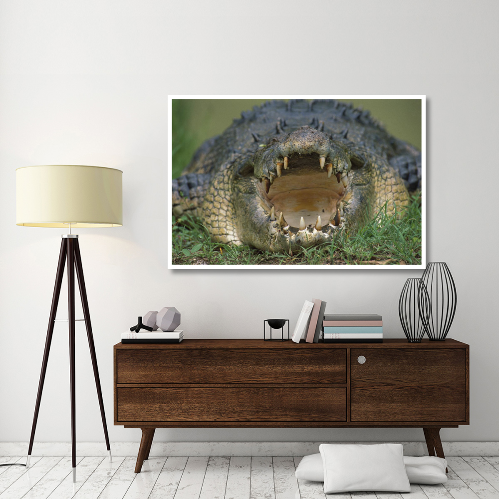 Saltwater Crocodile or Estuarine Crocodile with open mouth, northern Australia-Paper Art-62&quotx42"