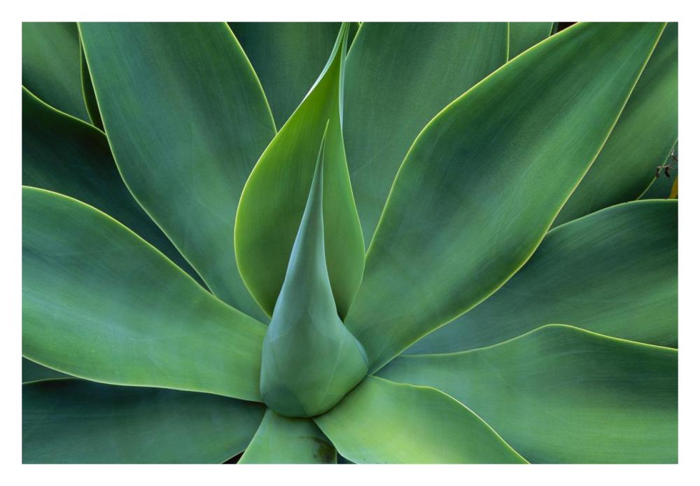 Fox Tail Agave leaves close up, succulent, native to the mountains of central Mexico-Paper Art-32"x22"