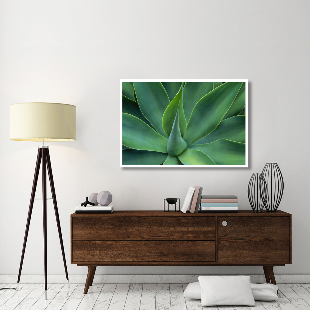 Fox Tail Agave leaves close up, succulent, native to the mountains of central Mexico-Paper Art-50&quotx34"