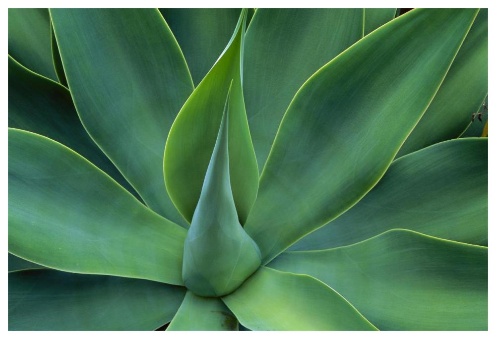 Fox Tail Agave leaves close up, succulent, native to the mountains of central Mexico-Paper Art-62"x42"