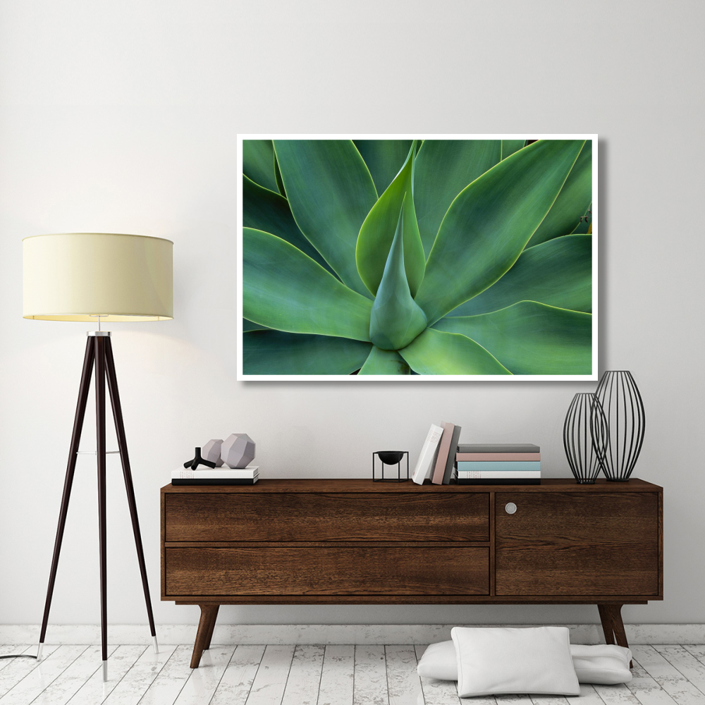 Fox Tail Agave leaves close up, succulent, native to the mountains of central Mexico-Paper Art-62&quotx42"