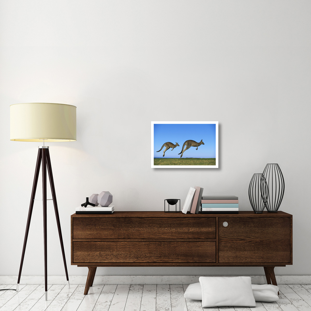 Eastern Grey Kangaroo two adults hopping, Murramarang National Park, New South Wales-Paper Art-26&quotx18"