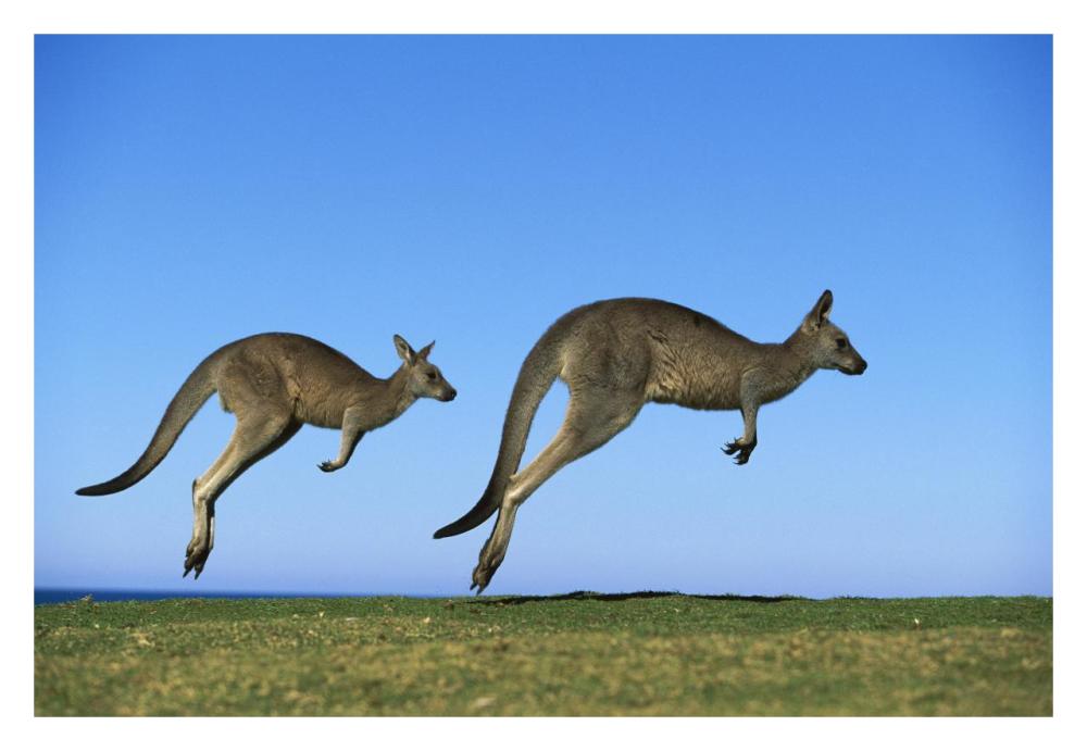 Eastern Grey Kangaroo two adults hopping, Murramarang National Park, New South Wales-Paper Art-32"x22"
