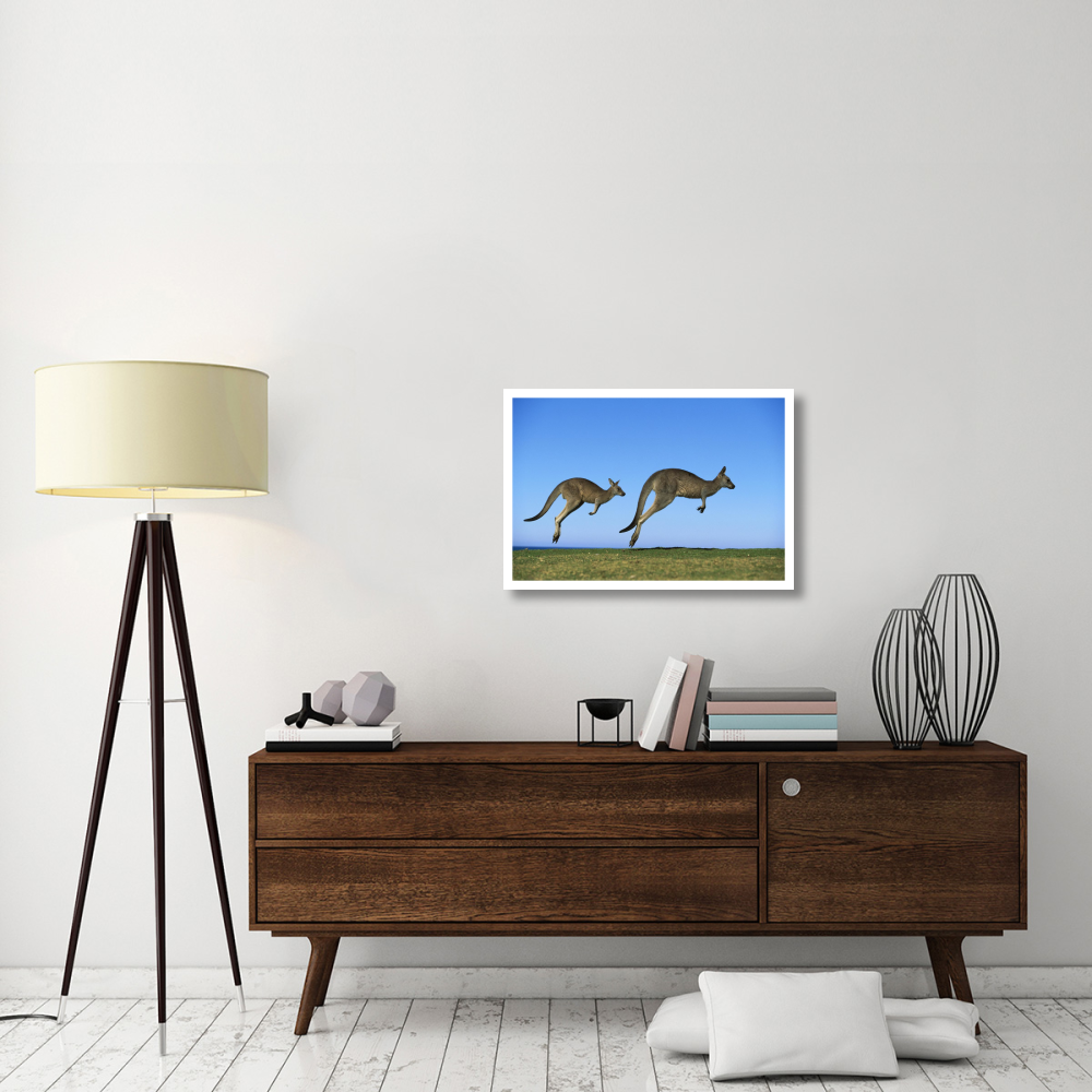 Eastern Grey Kangaroo two adults hopping, Murramarang National Park, New South Wales-Paper Art-32&quotx22"