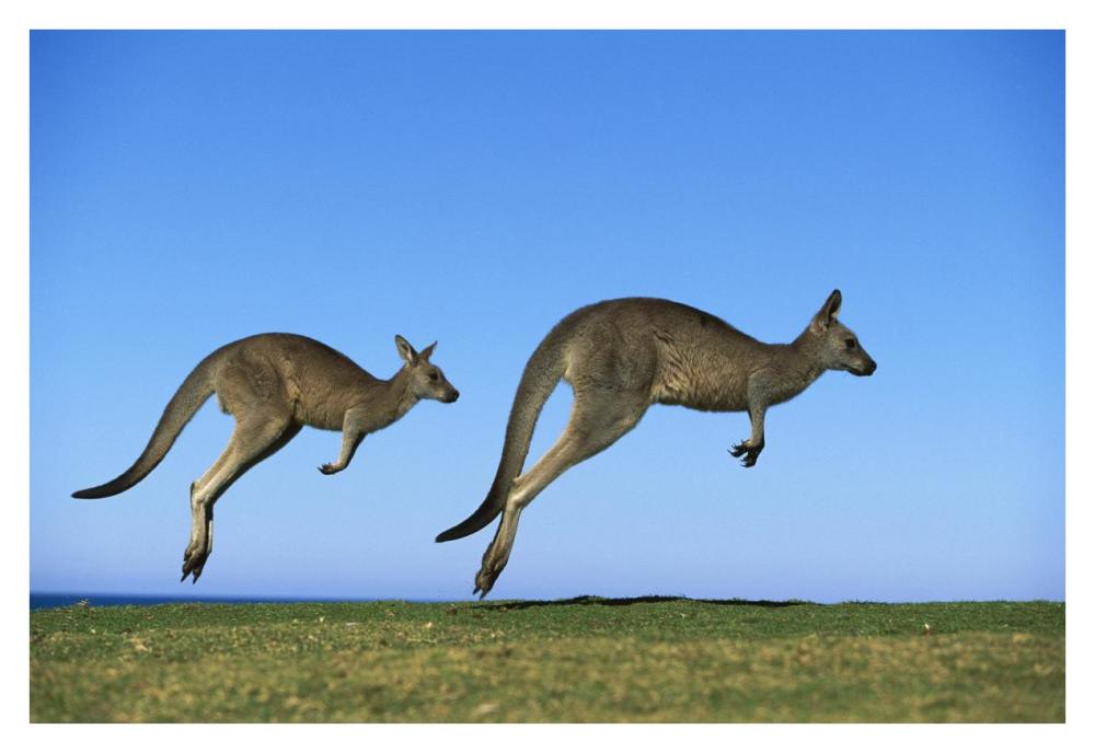 Eastern Grey Kangaroo two adults hopping, Murramarang National Park, New South Wales-Paper Art-38"x26"