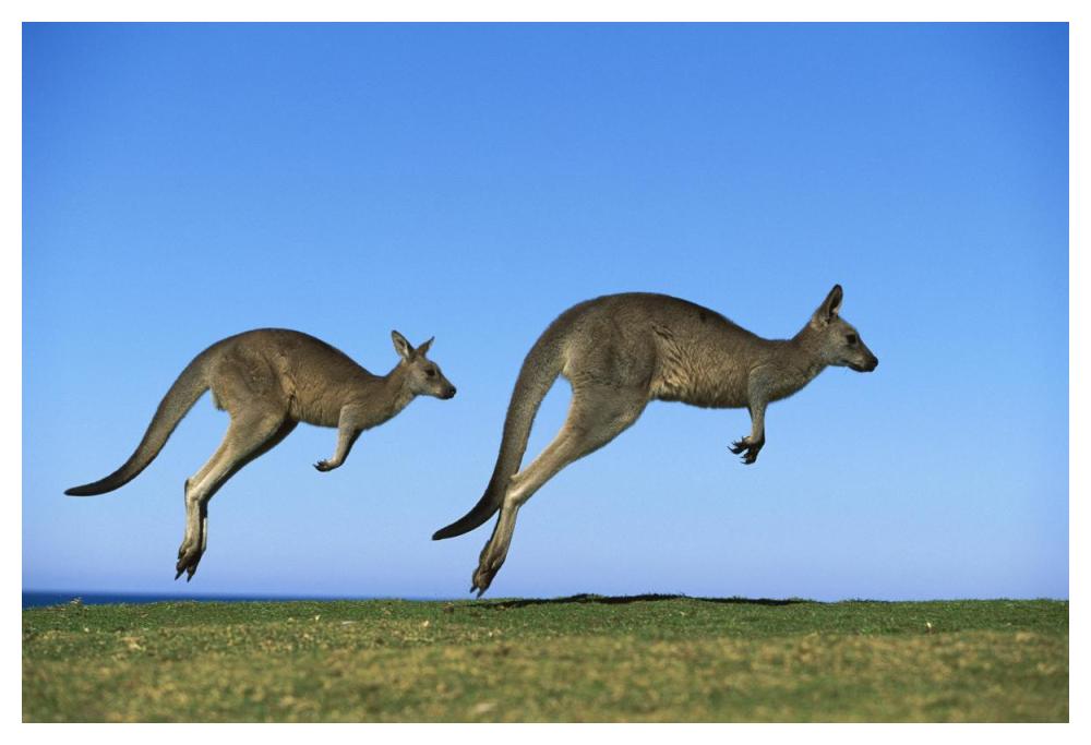 Eastern Grey Kangaroo two adults hopping, Murramarang National Park, New South Wales-Paper Art-50"x34"
