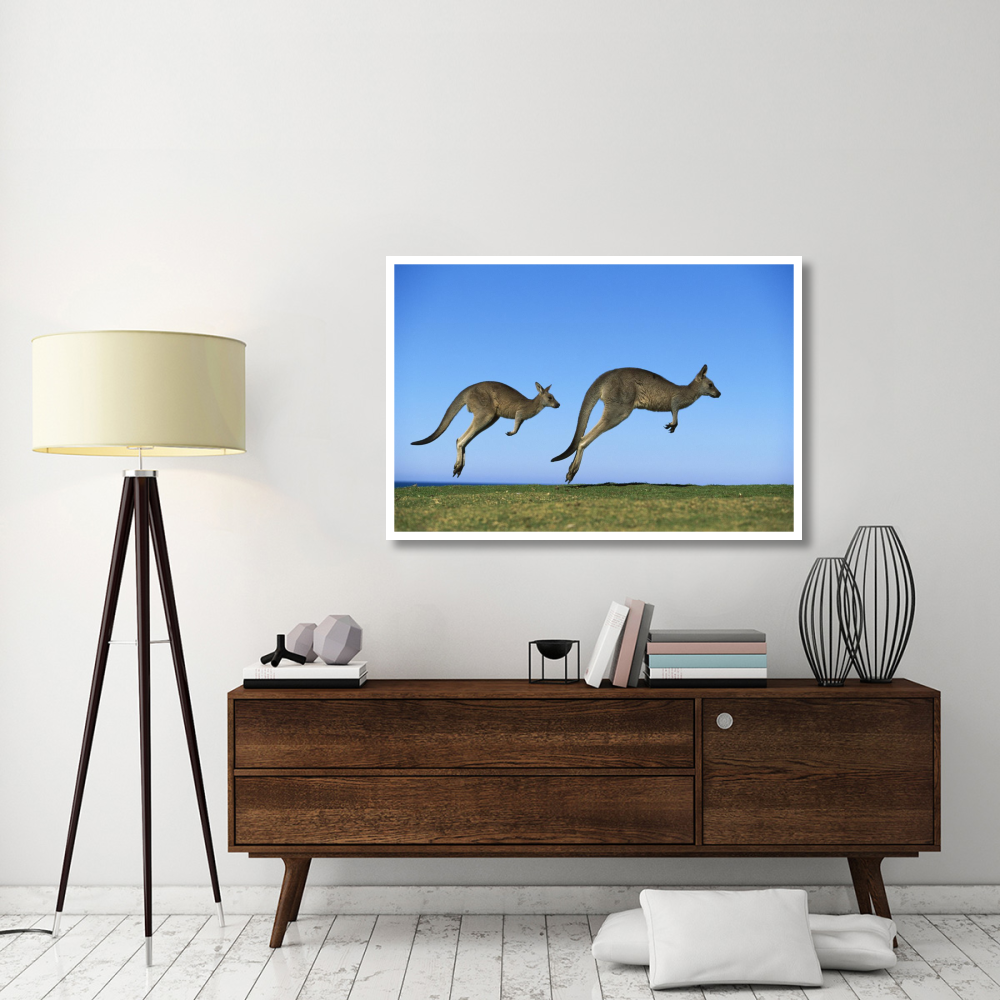 Eastern Grey Kangaroo two adults hopping, Murramarang National Park, New South Wales-Paper Art-50&quotx34"