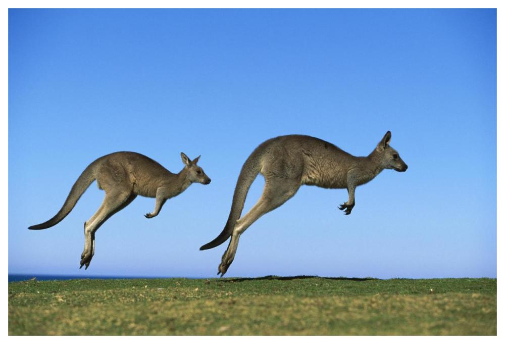 Eastern Grey Kangaroo two adults hopping, Murramarang National Park, New South Wales-Paper Art-62"x42"