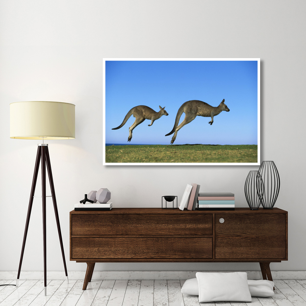 Eastern Grey Kangaroo two adults hopping, Murramarang National Park, New South Wales-Paper Art-62&quotx42"
