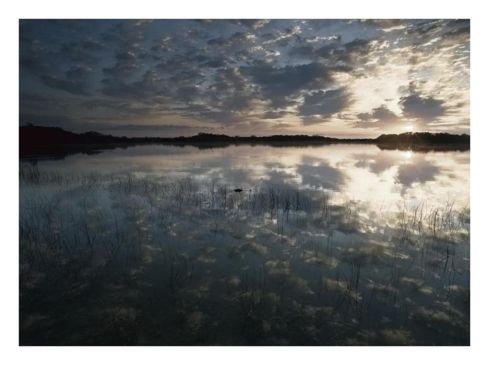 American Alligator in Nine-mile Pond, Everglades National Park, Florida-Paper Art-26"x20"